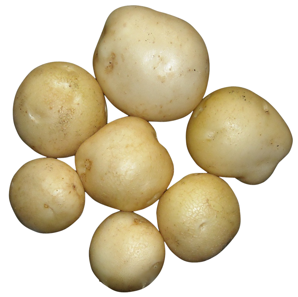 Potatoes, white Potatoes png, Potatoes png image, Potatoes transparent png image, Potatoes png full hd images download